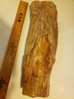 Petrified Log 16 11 Pounds 17 Inches Long Beautiful Display Piece  make A Offer 