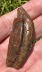 Fossil Predator Tooth Fossilized Suwannee County Florida Very Rare