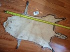 Tanned Raccoon Pelt With Feet Claws Winter Hide Skin Animal Fur Good Leather