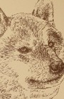 Shiba Inu Dog Breed Art Portrait  236 Word Drawing Kline Will Add Dogs Name Free