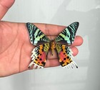 2 Real Sunset Moth Spread Taxidermy Insect Specimen Art Entomology Collection 