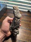 Ex Rare Triceratops Rostrum Upper Beak Dinosaur Fossil Hell Creek Formation Mt