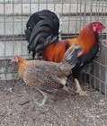 6 gamefowl  Variety Pack  Blues  Red  And Black Hatching Eggs 