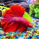 Colorful Clear Sea Glass Pebbles Aquarium Gravel Fish Tank Rocks Small