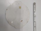 Gulf Oil Plastic Emblem Nice Free Ship 
