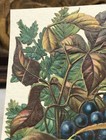Victorian Die Cut Floral W  Berry Scrap Glued On Paper - L9