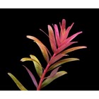 3 Stems Rotala Colorata Live Aquarium Plants Beautiful    Free S h Rare  
