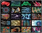 Usps Postage Stamps Sheet Of 20 - Life Magnified Stamps - First Class Letter