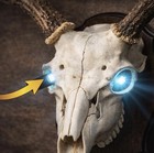 Euroglow Led Light Packs Hunting Outdoors Mount Euro Deer Skull 4 Pack Taxidermy