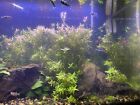 Buy 2 Get 1 Free Rotala Rotundifolia Live Aquarium Plant Aquatic Plant