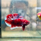 Plakat Red Koi Galaxy Male Betta  