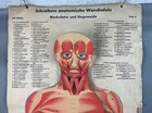 Antique Foldable Anatomical Wall Chart Depicting Human Musculature