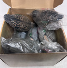 Ghg Pro-grade Green Winged Teal Decoys 6 Pack Life-size Ducks Unlimited