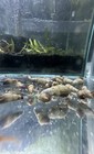 100 Malaysian Trumpet Snails   Free Live Plant 