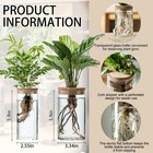 Propagation Vases For Plants  Set Of 4 2 Large   2 Small  Glass Plant Propaga   