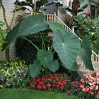 3 Live Bulbs Thailand Giant Thai Giant Elephant Ear Huge Leaf