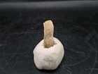 Sauropod Tooth Fossil     