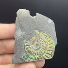 Ammonite Fossil Somerset Uk Collector Quality Beautiful Green