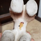 Vintage  Springer Cocker Spaniel Dog Figurine Statue  japan brown  white  Glossy