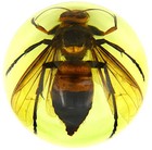 1 3 4  New  Bee Yellow Jacket Wasp Insect Tabletop Glow In The Dark Paperweight