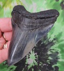 Megalodon Sharks Tooth 3 15 16  Inch Beauty No Restorations Fossil Sharks Teeth