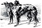 Borzoi Russian Wolfhound Dog Greyhounds And Hounds Dog Ussr Russian Book 1140