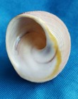 Taylor s Star Shell - Galeoastraea Tayloriana  approx  76mm 