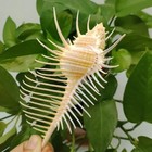 Large Venus Comb Murex Natural Conch Seashell Rare Real Aquarium 3 - 4  In