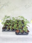 Monstera Obliqua Cutting And Rooted Plant