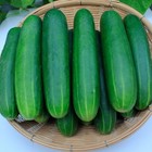 Straight Eight Cucumber Seeds   1935 Aas Gold Winner   Heirloom   Free Ship 1313
