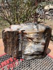       rr        Top Quality Agate Replaced Arizona Petrified Wood  5 25 Lb     