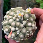 5cm Succulent Cactus Plant Blossfeldia Liliputana Werderm   graft    Cactaceae Plant
