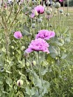 Dried Flowers For Crafts Hand Bouquet Wedding 6 Large Pods   3 Medium Extra