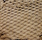 Museum Quality Very Rare Carboniferous Fossil Plant Sigillaria Elegans