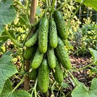 50 Mini Fruit Cucumber Seeds For Planting - Carefully Packed Heirloom Mini