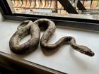 Python Taxidermy