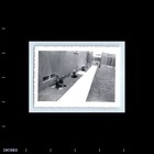 Old Vintage Photo Walkway Along House Plants Flowers Original Snapshot