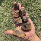 Fossil Turtle Shell Pieces Peace River Florida Ice Age Fossils