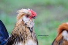 6  Fertile Barbu De Watermael Chicken Hatching Eggs