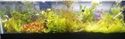 40-gallon Custom Mega Bundle Bulk Bunch pots Of Live Freshwater Aquarium Plants 