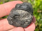 Huge Pedinopariops Fossil Trilobite Morocco Devonian Age Bug