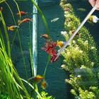 2pcs Long Aquarium Tweezers - 10 6  Straight And Curved Tweezers  Stainless Stee