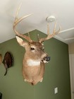 Amazeen Outdoors Adjustable Shoulder Mount Wall Hanger Whitetail Deer Mule