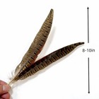 10 Pcs Male Pheasant Feathers  8-10 Inch 20-25cm  Natural  Bulk  Crafts  Diy