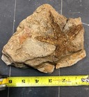 Large Fossil Starfish 33 Million Years Old  Beautiful Preservation 