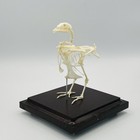 Real Quail Skeleton Taxidermy On Wooden Base Damage Lil Bone