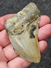 3 1 8 Authentic Prehistoric Megalodon  Fossil Shark Tooth Teeth Free Shipping 