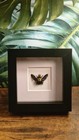 Real Insect Butterfly Frame Taxidermy Entomology - Multiple Options