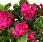 Fuchsia Artificial Geraniums Hanging Bundles - 2 Pack For Home   Garden Decor