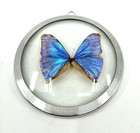 Vintage Blue Morpho Menelause Framed Real Butterfly Taxidermy 5   